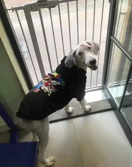 狗狗被丢在路口,主人留下一张纸条家中有难,求帮它找个好人家
