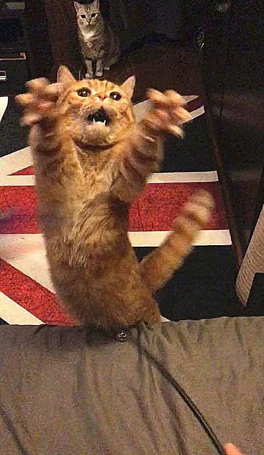 橘猫沉迷于逗猫棒,变成表情包,网友后面那只才是亮点
