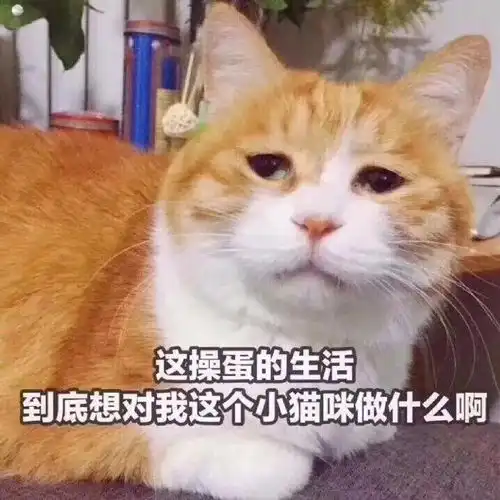 没有什么比沙雕表情包更让人快乐的了
