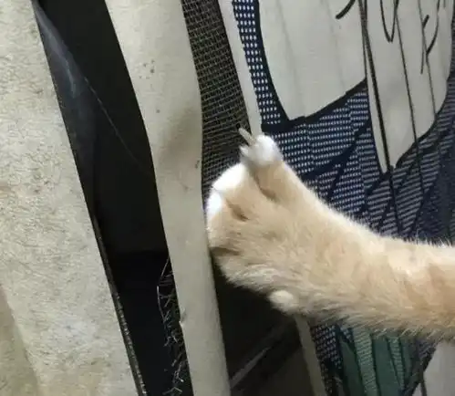 主人回家,猫咪却保持一个姿势一动不动,拿零食都不管用
