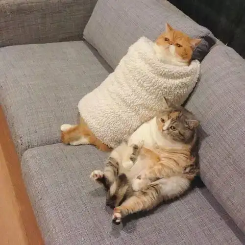 每日吸丨童话里的猫
