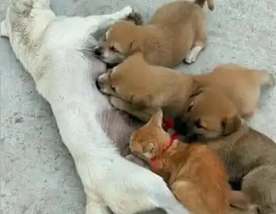 土狗生了一窝崽,其中一只样貌奇特,定睛一看乐坏了
