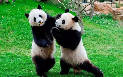 动物凶猛,大熊猫的战斗力不容小觑,不惧虎豹,咬人吃羊肆意妄为
