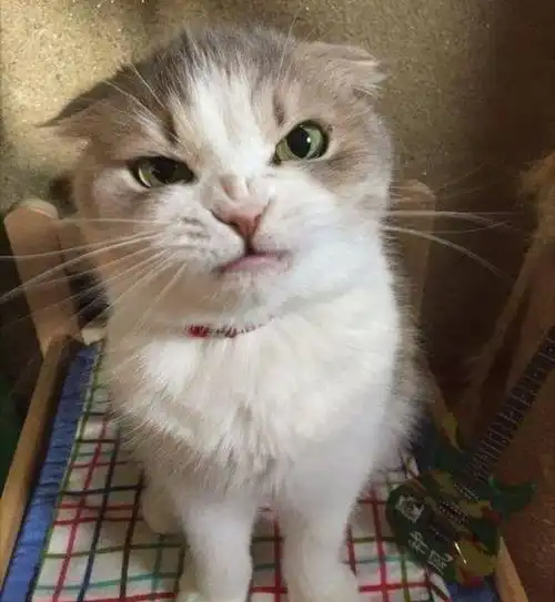 千万不要惹你的猫生气,因为后果十分的可怕
