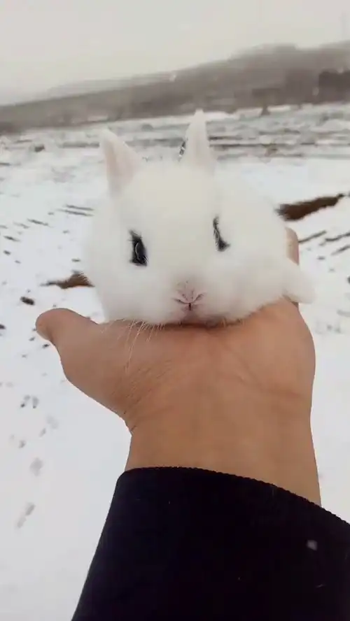 听说下雪天和小白兔更配喔
