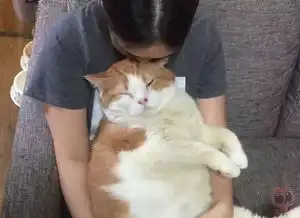 这是我见过最胖的橘猫,主人把它抱在怀里,压得都要喘不过气了
