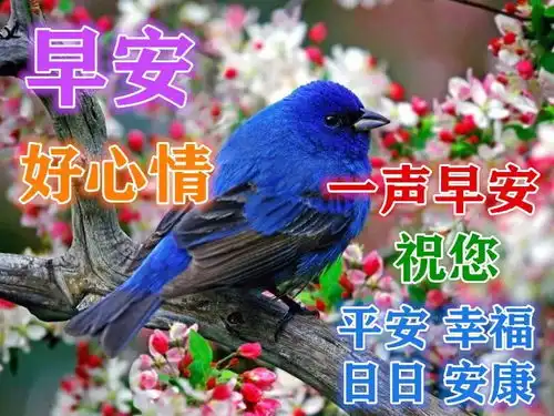 9张鸟语花香漂亮早上好动态表情包,不打字早晨好动态美图请您欣赏
