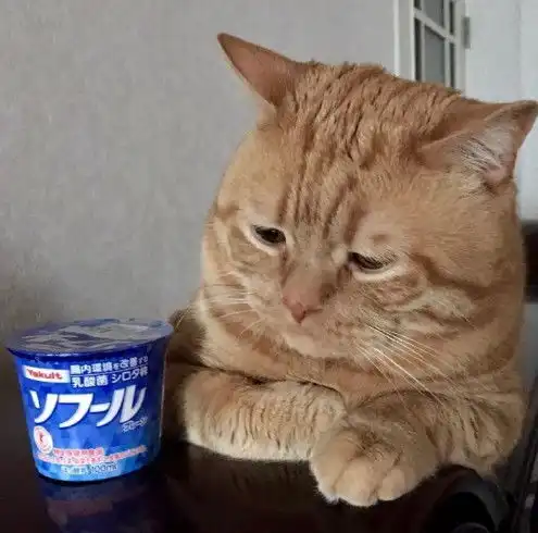 橘猫老喜欢皱眉头,它天生自带幽怨的小表情,猫我太难了
