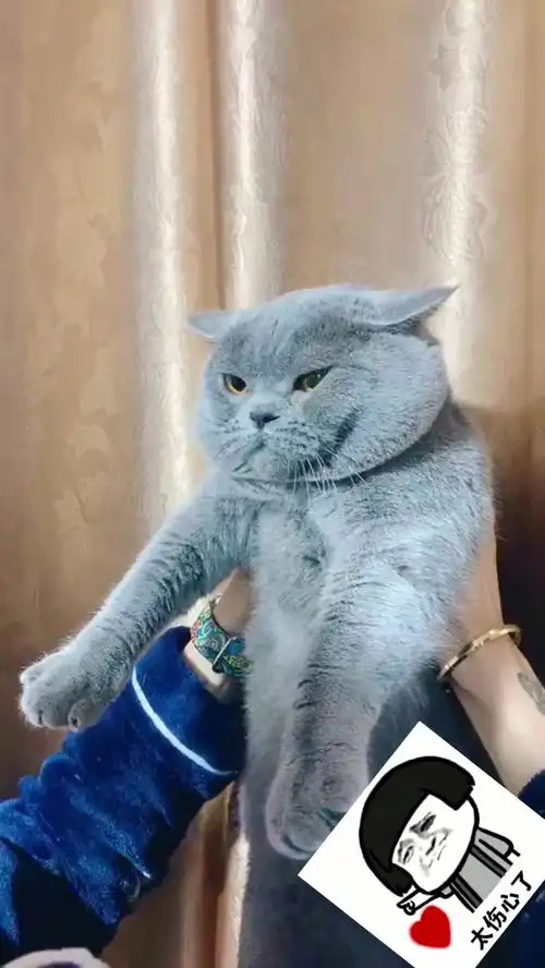 听说这是猫咪害怕的表情,你家的猫也会这样吗
