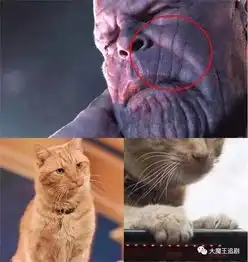 撑起整部惊奇队长的居然是只猫惊奇队长噬魂兽真实身份
