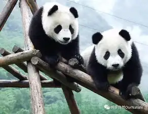 我和森林有个约会主题探索营等你来精彩户外活动豪华导师团队活动时间6.297.3
