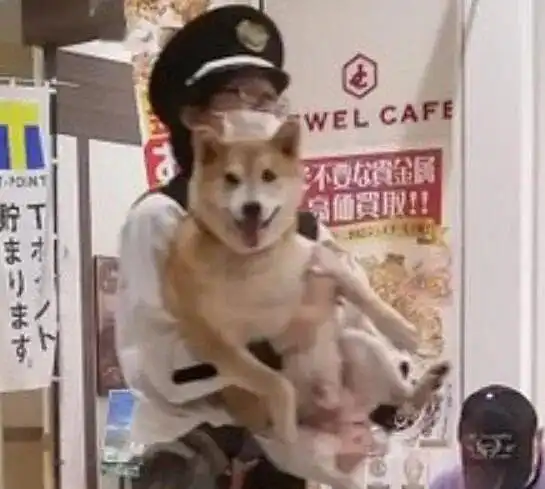 又一只柴犬被捕了,看到这货的表情后,网友罪名是太可爱了
