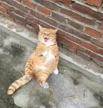 橘猫瘫坐着晒太阳,它的表情舒服得像个大爷,路人一看笑喷了
