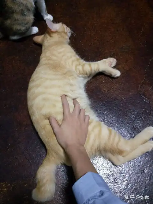 养橘猫有什么缺点,你后悔选择养橘猫吗
