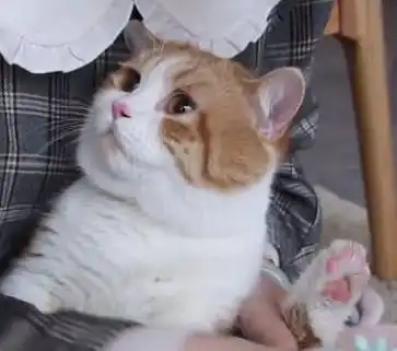 用零食骗橘猫洗爪子,橘猫全程淡定狂吃零食,得知被骗后表情亮了
