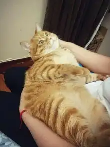 傲娇橘猫严重起床气,主人叫他起床,一看他表情瞬间怂了

