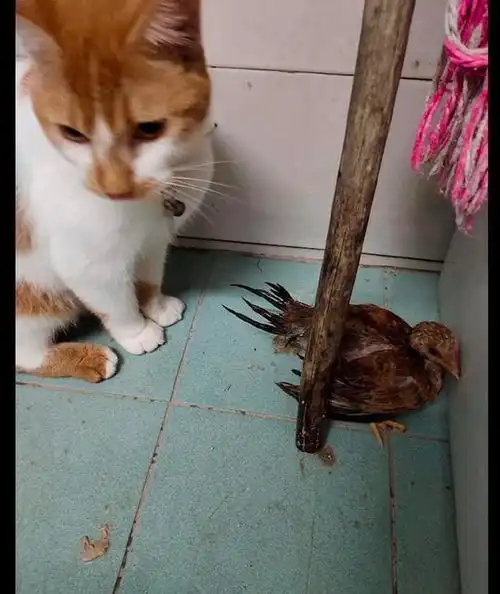 猫咪从外面叼了一个小鸡回来,一副很想吃的表情今晚吃鸡吗
