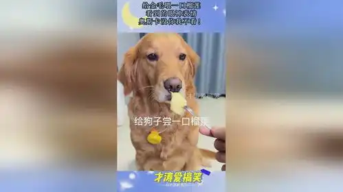 给金毛喂一口榴莲,看到的眼神表情,奥斯卡没你我不看
