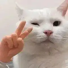 快用钱来侮辱我丨第225期喵表情
