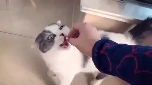 猫猫你这是看到了什么,这个小表情
