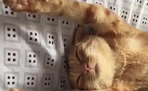 橘猫妈妈一口气生下六个崽,表情神秘,主人一看硬是笑了一路
