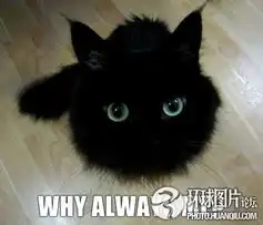 爆笑猫咪表情
