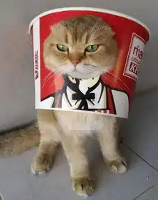 当铲屎官往猫头上动手动脚,准没好事儿
