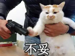 你有为喜剧电影卖过命吗
