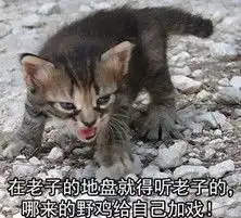 喵喵凶狠斗图表情包大全
