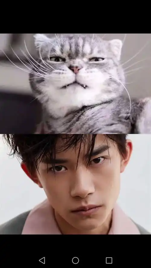 易烊千玺撞脸猫咪表情包,糟糕,是心动的感觉
