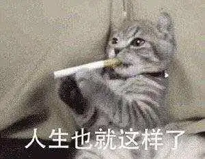 养猫谨记8不要,猫咪健康又幸福
