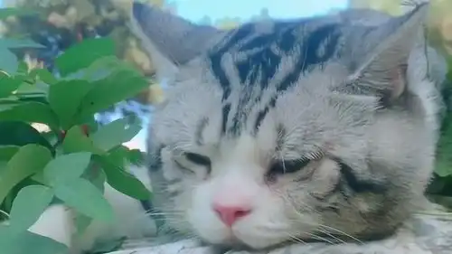 说出来你们可能不信,我家的猫咪失恋了,瞧它那抑郁的小表情
