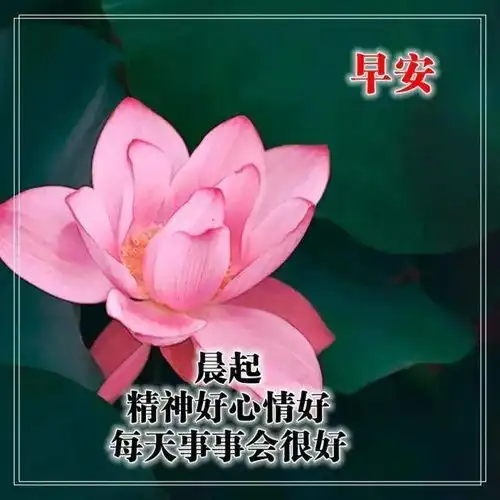正月二十二清晨温馨慰问朋友的早上好祝福句子早上好问候大家鲜花图片
