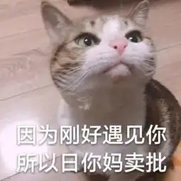可爱实用的猫咪表情包
