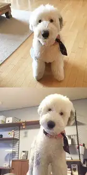 一露萌倒你古代牧羊犬掀开浏海的反差萌你看过吗
