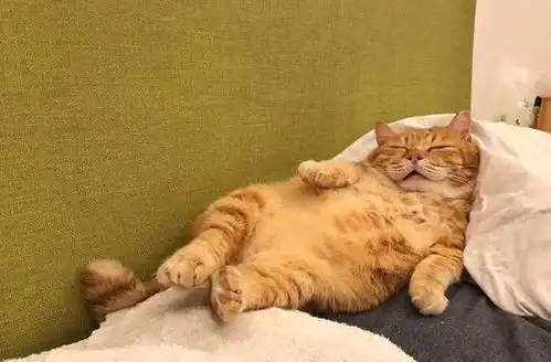 看到这只靠睡觉走红的橘猫,原谅我笑出了猪声
