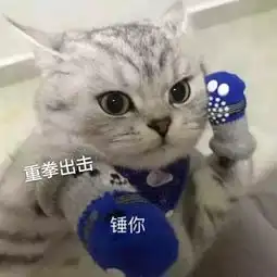 猫咪斗图表情包合集看我这六块腹肌,就知道你打不过我
