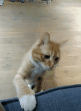 橘猫帮主人卖河豚,头顶河豚,表情与河豚神同步,猫动一下要命
