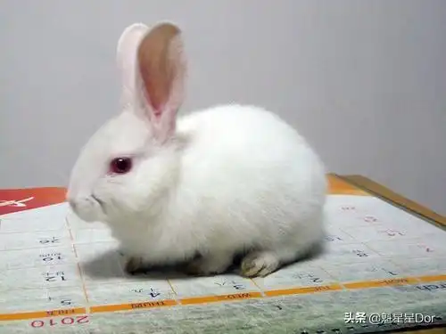 小白兔的特点小白兔的特点
