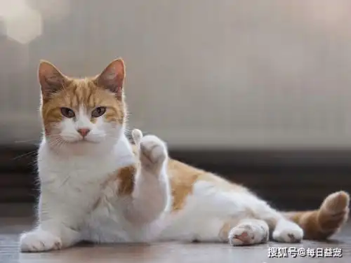 猫咪喜欢盯着主人看,其实人家是想表达这个意思
