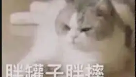 哔哩哔哩干杯bilibili
