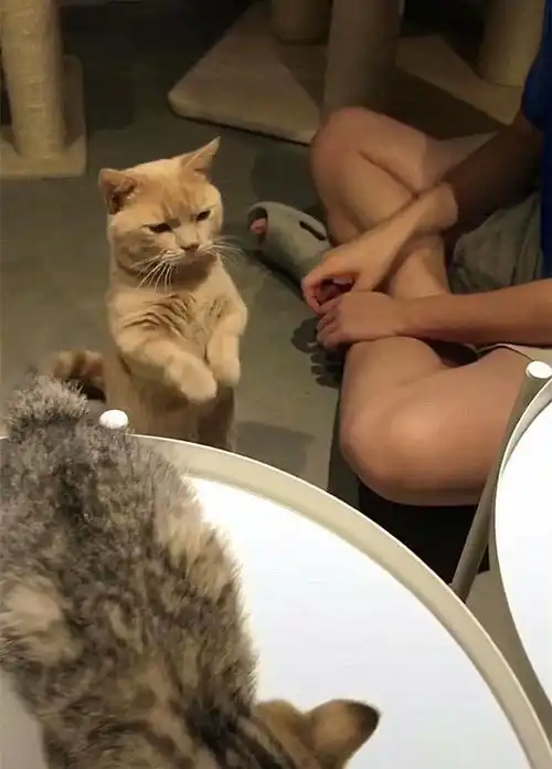 橘猫见同伴都有吃的自己却没分,不断作揖求施舍,可怜得快哭了
