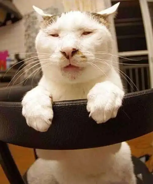 猫咪能有多丑呢看到这只满脸表情包的加菲猫,我是真服了
