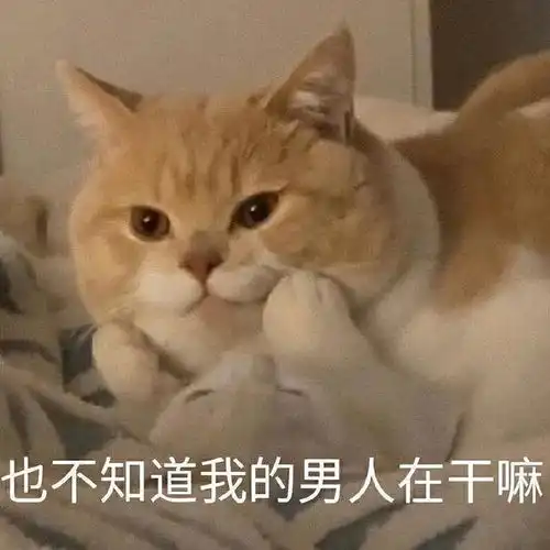 宠物喵喵表情包又来啦
