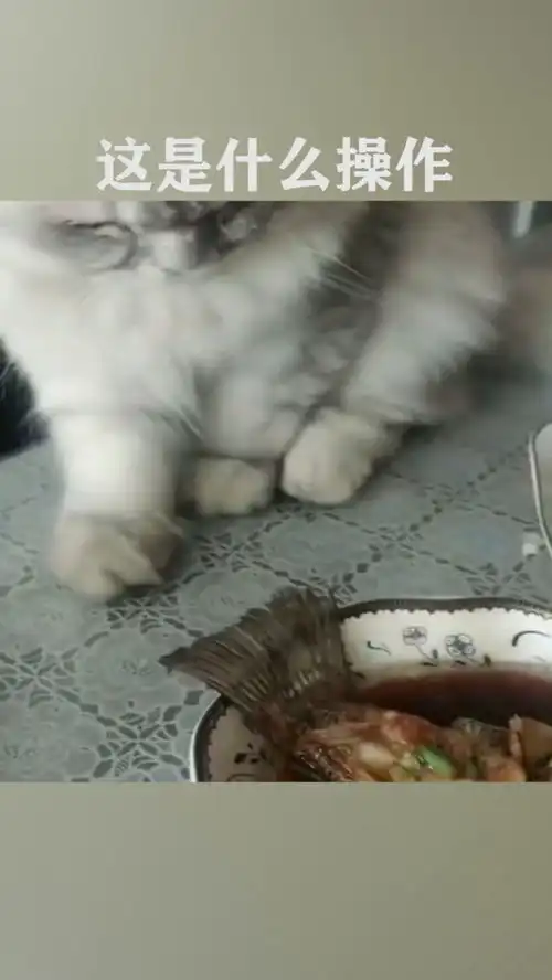 猫我说我只是摸一下不吃你信不信
