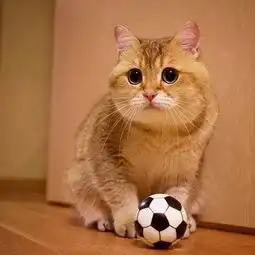 这橘猫天生一脸人家欠它小鱼干的表情,这大脸大眼也是没谁了...
