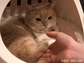 喵公主心情差拒握手,皱眉伸腿应付只准碰本宫的脚
