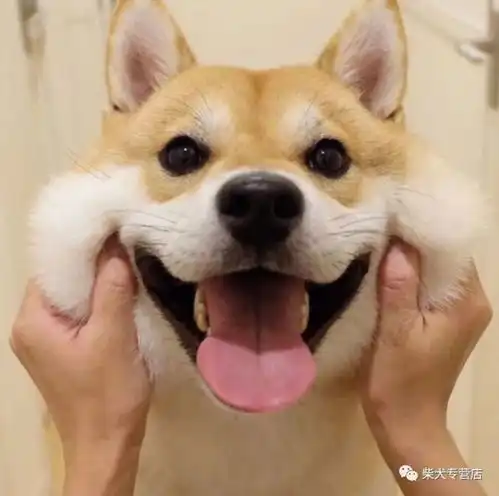 柴犬真的是超适合在城市饲养的狗狗呀看完你就懂了
