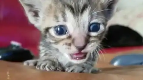 三个月的小猫委屈巴巴叫声太奶了想让我放他出来玩
