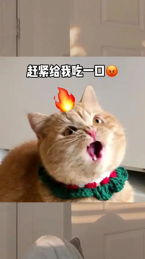 一只小猫咪有多少表情你们不要告诉铁锤我们就还是朋友
